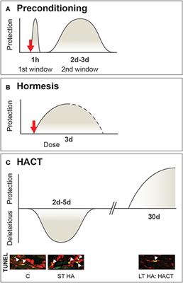 Heat Acclimation-Mediated Cross-Tolerance: Origins in within-Life Epigenetics?